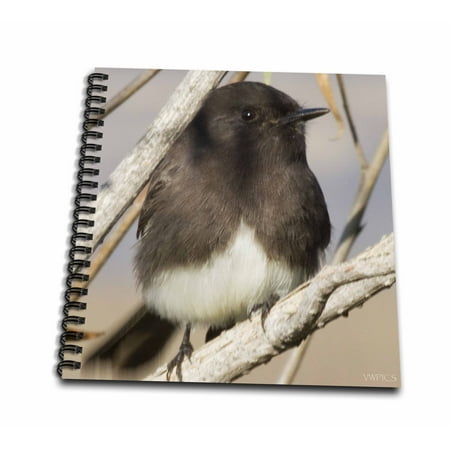 3dRose Black Phoebe.(Sayornis nigricans).Back Bay Reserve,California - Mini Notepad, 4 by 4-inch