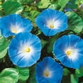 thumbnail image 4 of TomorrowSeeds - Heavenly Blue Morning Glory Seeds - 100+ Count - For 2025 Planting USA Garden Flower, 4 of 4