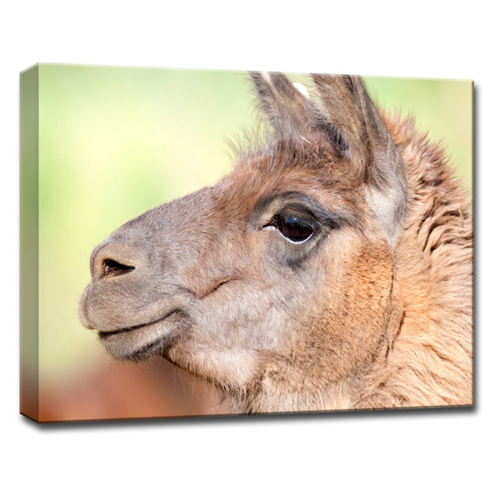 Ready2HangArt Llama Wrapped Canvas Wall Art
