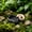 A, variant on Reptile Food Water Bowl - Rock Style Feeding Dish for Bearded Dragon Lizard Turtle Snake Amphibian Habitat, Crag Texture Bathing Bowl for Terrarium Decor, Sturdy Non-Tip Plastic, Black