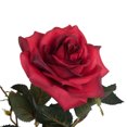 thumbnail image 2 of Vickerman TA181803 Plante de Rose Rouge de 45 Po en Pot, 2 of 2