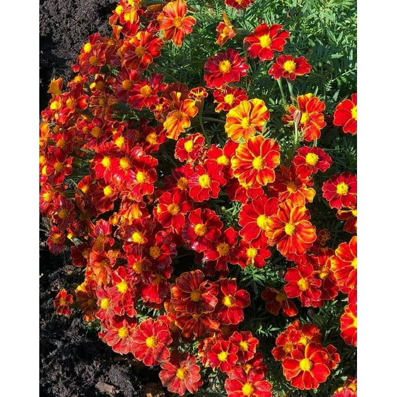 French Marigold DISCO RED 100 Seeds - Mother Nature's Seeds - Wildflower Seeds - Flower Seeds for Planting - Non-GMO