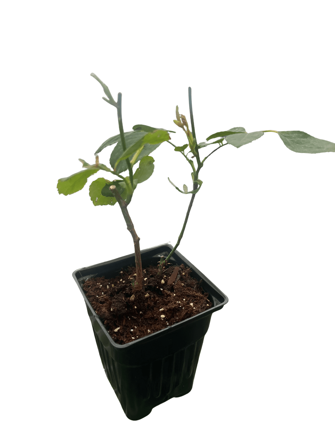Climbing Blaze Rose - 4" Pot - Scarlet-Red Double Flowers