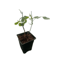 thumbnail image 4 of Climbing Don Juan Rose - Fragrant Deep Red Blooms - 4" Pot, 4 of 4