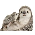 thumbnail image 4 of Realistic Cuddle Time Baby Hedgehog with Mother Lying On Its Back Figurine, 4 of 8