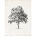 thumbnail image 2 of Art.com Vintage Arbor Study I Stretched Canvas Print Wall Art by Ethan Harper, 12" x 16", 2 of 4