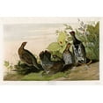 thumbnail image 2 of Vintage Apple Collection 14x11 Black Ornate Wood Framed with Double Matting Museum Art Print Titled - Spotted Grouse, 2 of 4