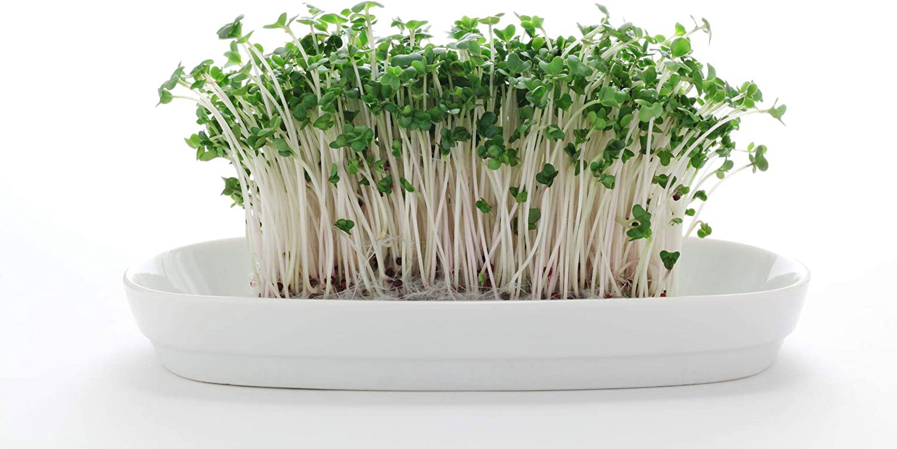 Nature Jim's 8 oz Broccoli Sprout Seeds, Organic Sulforaphane-Rich