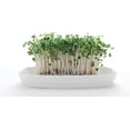 thumbnail image 3 of Nature Jim's 8 oz Broccoli Sprout Seeds, Organic Sulforaphane-Rich, 3 of 13