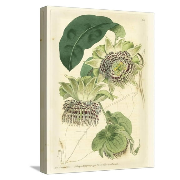 Art.com Antique Passionflower II Stretched Canvas Print Wall Art by M. Hart, 12" x 16"
