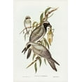 thumbnail image 2 of Gould, John 11x14 Black Ornate Wood Framed with Double Matting Museum Art Print Titled - Black-faced cuckooshrike-Graucalus melanops, 2 of 4