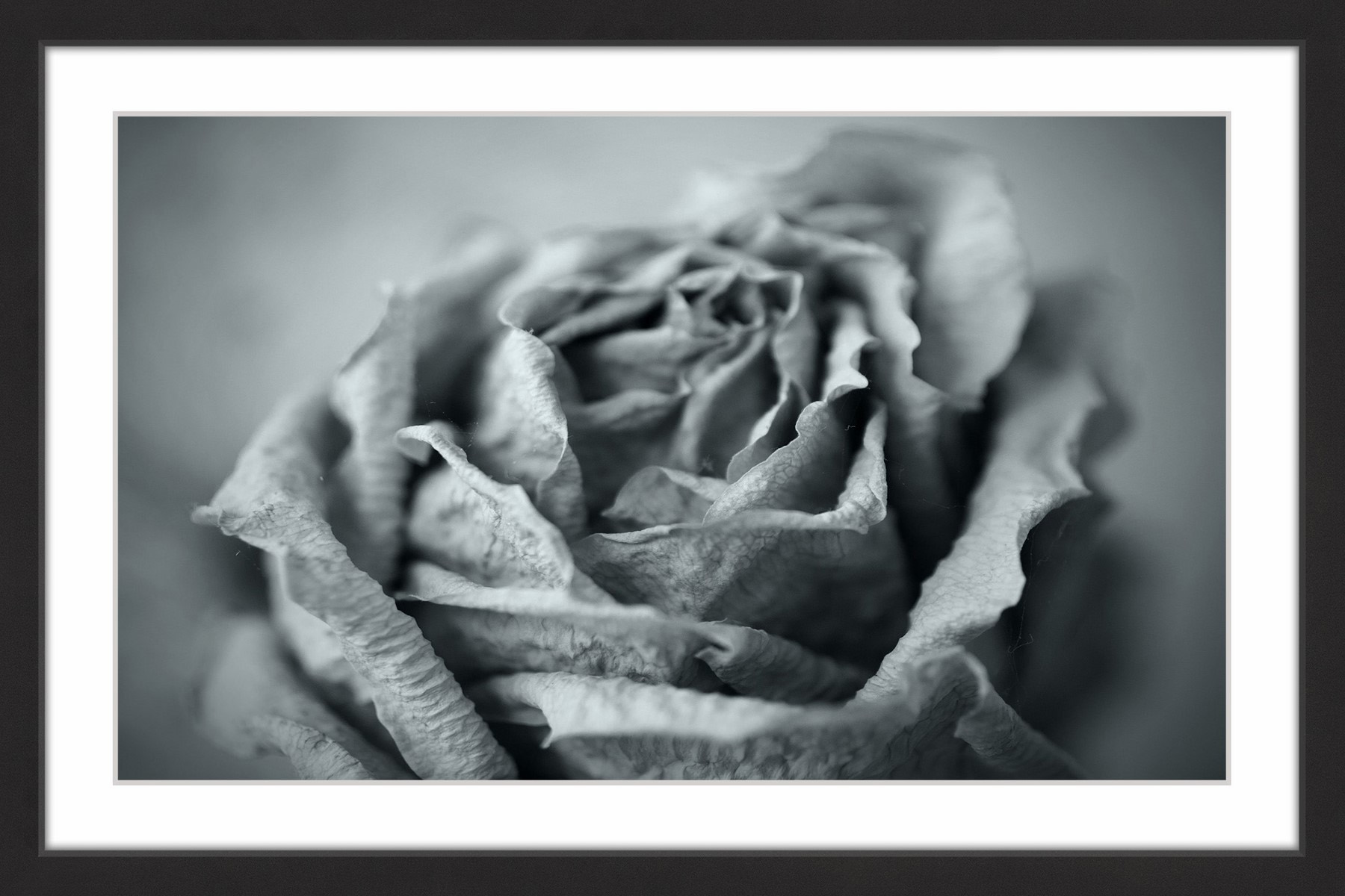 "Classic Rose in Grey" Framed Painting Print