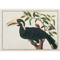 thumbnail image 2 of Anonymous 14x11 Black Ornate Wood Framed with Double Matting Museum Art Print Titled - Ke-ke, Hornbill, 2 of 4