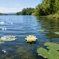 thumbnail image 5 of 1 Piece Floating Foam Lotus Flower with Leaf, Artificial EVA Water Lily for Pond Pool, Realistic Fake Lotus for Spring Garden Decor Dance Prop Home Vase Decoration, 5 of 6