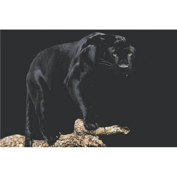 BUY ART FOR LESS Officially Licensed Black Panther Wildlife 36 x 24 Inch Art Poster - Decorative Print - Poster Paper - Ready to Frame