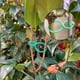 thumbnail image 5 of Clips para tomates y verduras, 100 unidades. Bridas de sujeción para plantas. Los clips ayudan a que las plantas de jardín crezcan erguidas y sanas., 5 of 7