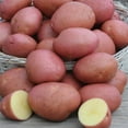 thumbnail image 1 of Seed Potato - Norland (2 kg), 1 of 1