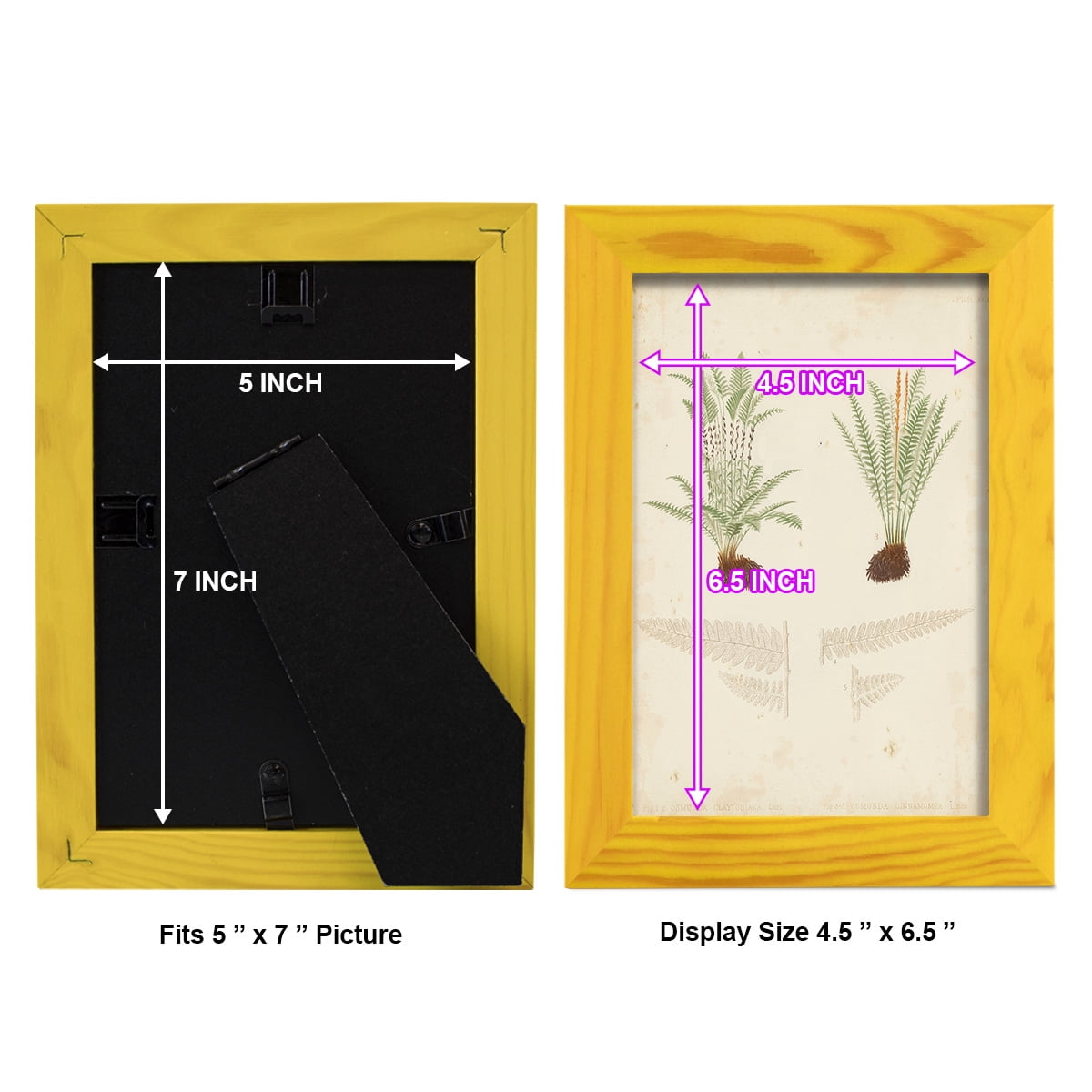 Fern Study III -Framed Print w/glass-Sunflower Yellow