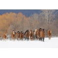 thumbnail image 2 of Jones, Adam 14x11 White Modern Wood Framed Museum Art Print Titled - Rodeo horses running during winter roundup-Kalispell-Montana, 2 of 4