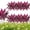 6pcs, variant on Large Realistic Artificial Boston Fern & Dragon'S Blood Tree Plants, Vibrant Pink Purple Faux Plants, Uv Resistant Waterproof Artificial Ferns For Home Garden Patio Wedding Balcony Decor
