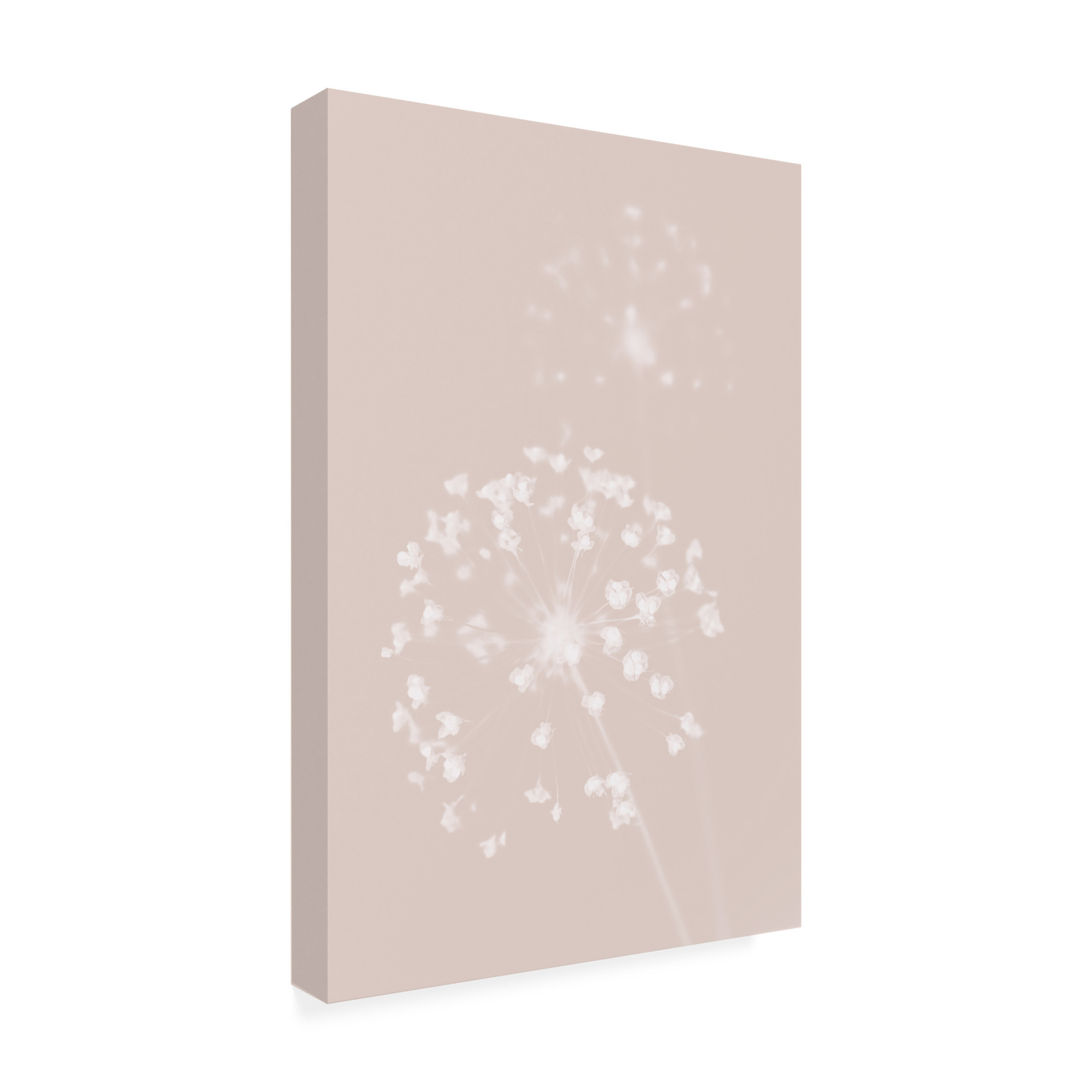 Trademark Fine Art Pictufy Studio Dried Flower Pink Canvas Wall Art