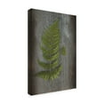 thumbnail image 2 of Trademark Fine Art 'Woodland Fern V' Canvas Art by Sue Schlabach, 2 of 3