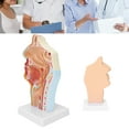 thumbnail image 4 of Modèle de Cavité Nasale Humaine, Modèle de Médecine de Détails Réalistes pour Lenseignement pour la Démonstration pour Lanatomie, 4 of 8