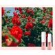 thumbnail image 3 of Perfume sin perfume de larga duración y ligero, 50 ml, en spray., 3 of 9