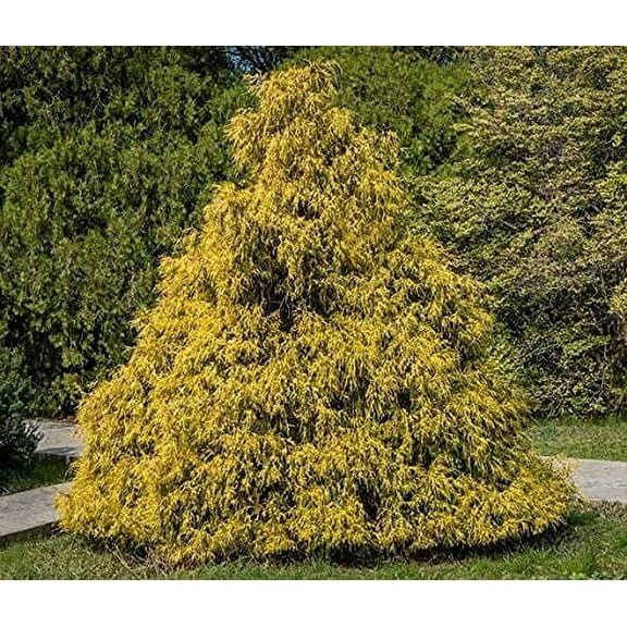 25 Weeping Cypress Pine Seeds (RFS) -Hesperocyparis Funebris - Non-GMO Seeds,