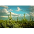 thumbnail image 2 of Vargas, Carlos 32x23 White Modern Wood Framed Museum Art Print Titled - Saguaros No. 2, 2 of 4