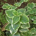 thumbnail image 3 of Set of 3 Variegated Cuban Oregano Plants, Fragrant Perennial Herb, 4-5 Inches Tall, Well Rooted for Growing, 3 of 5