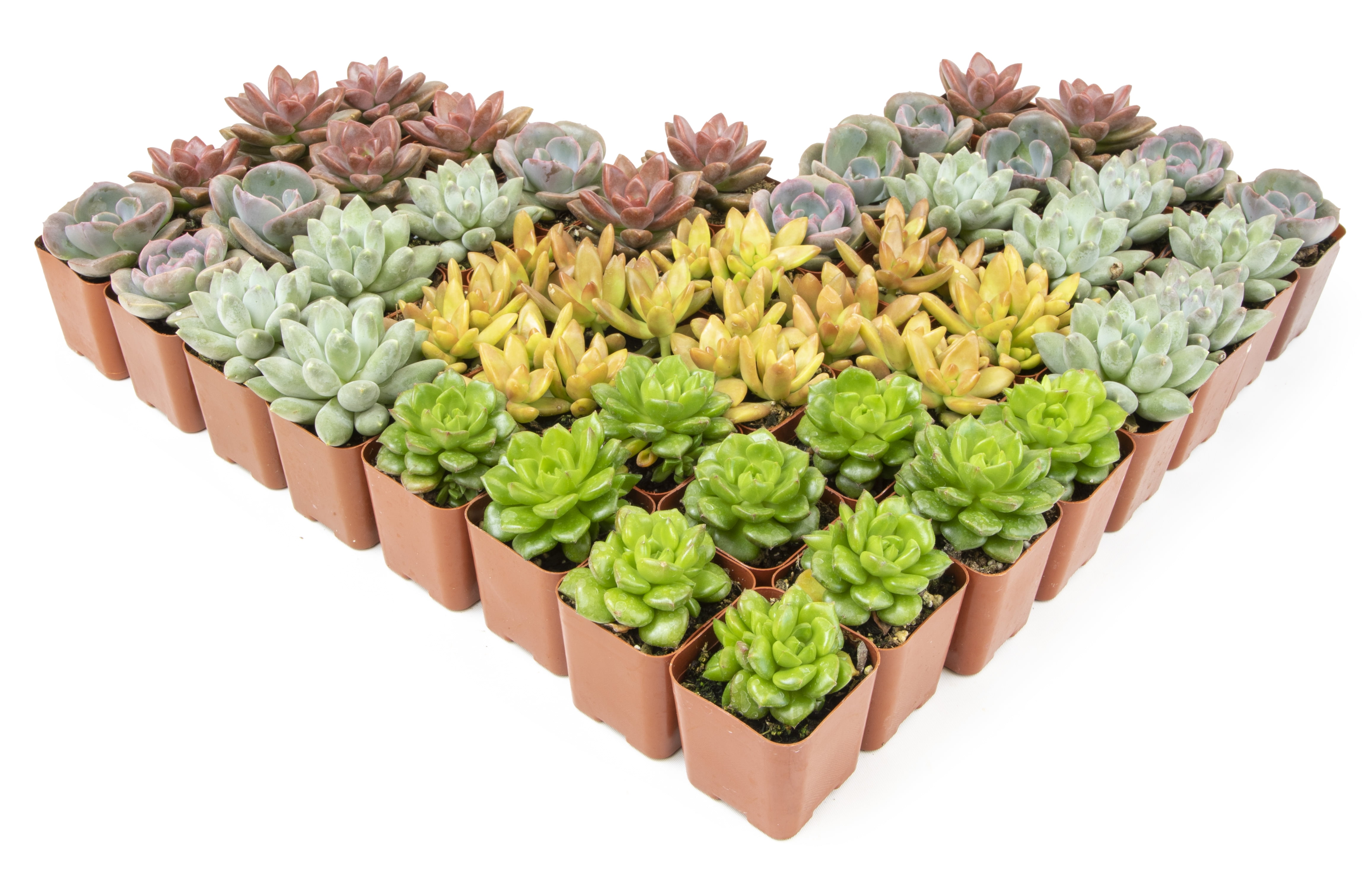 Altman Plants Bulk Succulent Plants (50PK) Live Plants - Small Real Succulents - 2 in Pots