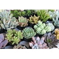 thumbnail image 4 of (5 Succulents) Succulent Wedding Favors by The Succulent Source - Succulents for all occasions - Assorted 2.5" Succulents, 4 of 4