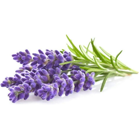 Lavender Seeds to Grow | 100  Seeds | Grow This Fragrant Spice in Your Own Garden