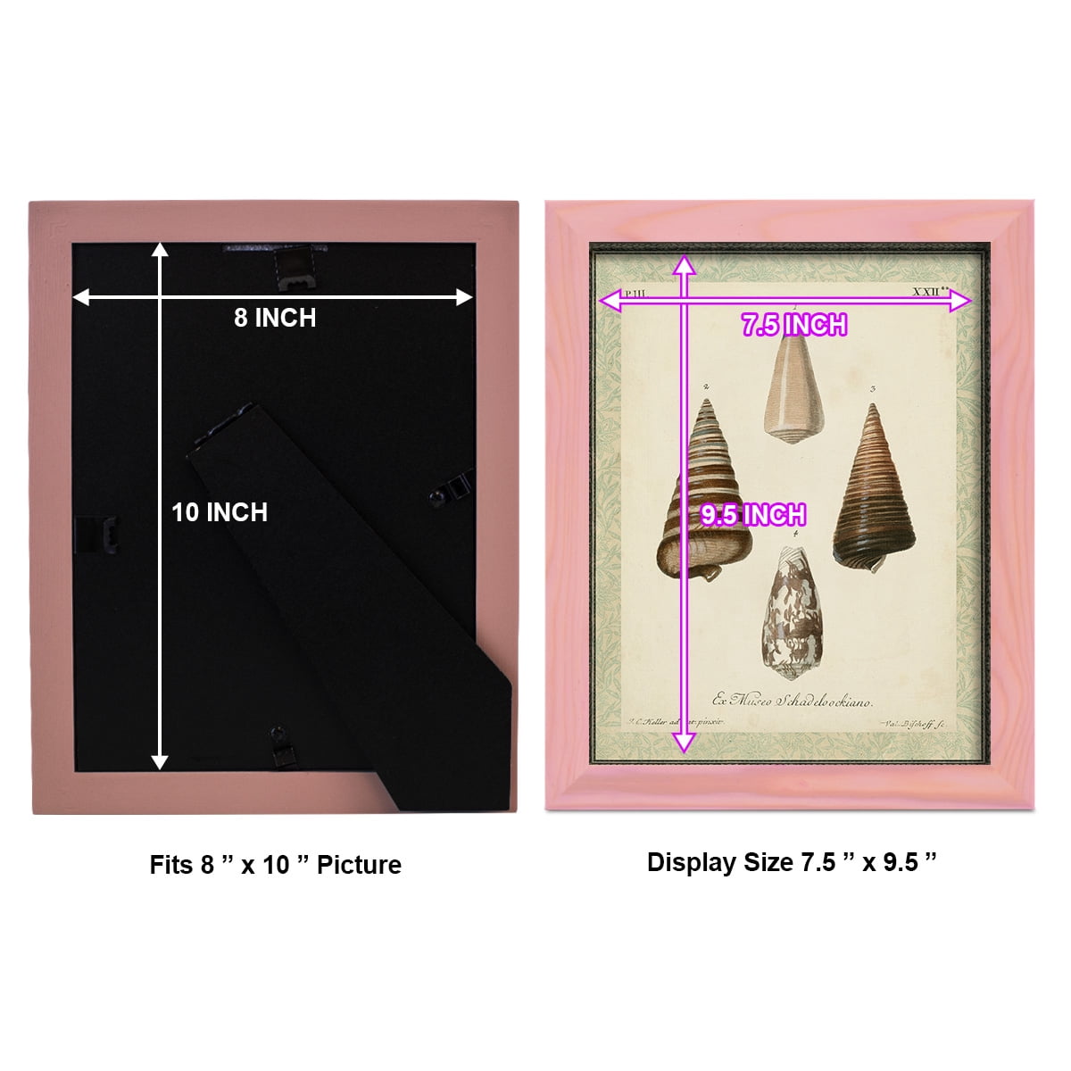 Bookplate Shells VI - Framed Print w/glass - Sunset Pink
