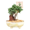 thumbnail image 1 of Mini bonsai vivo en maceta por pieza, 1 of 4