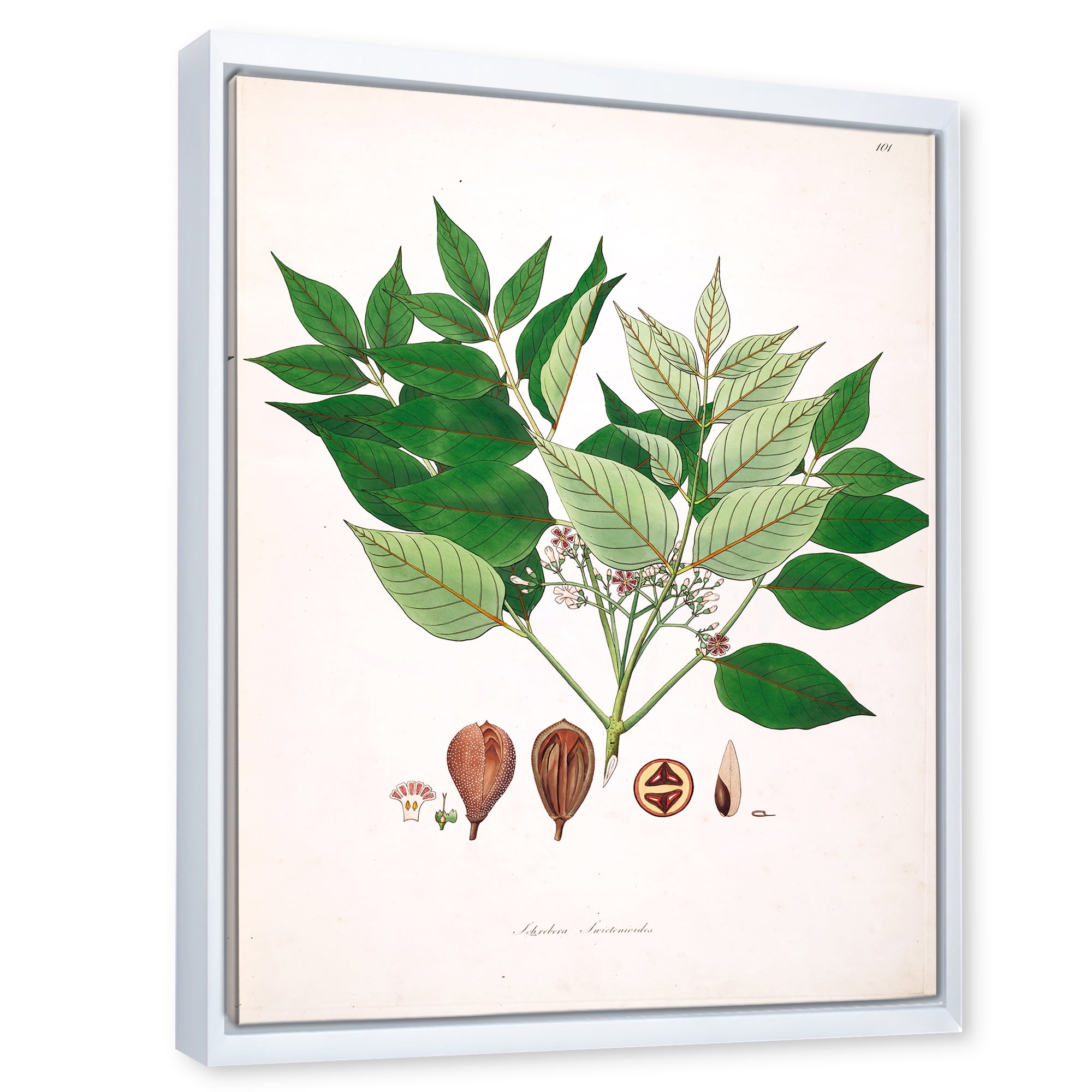 Designart 'Ancient Plant Life XII' Farmhouse Framed Canvas Wall Art Print