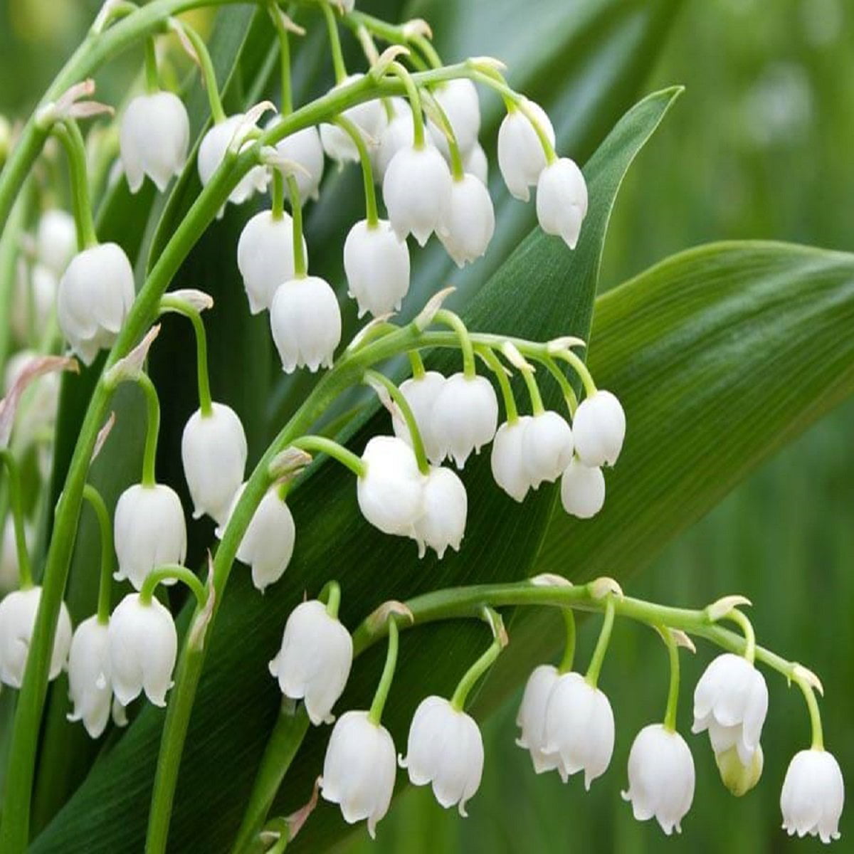 LILY OF THE VALLEY FRAGRANCE OIL - 1 OZ - FOR CANDLE & SOAP MAKING BY ...
