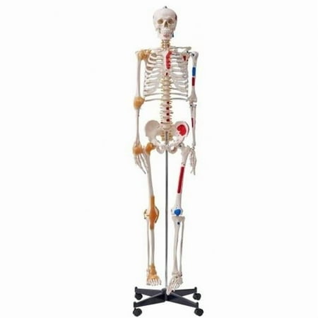 71.65 in. Life Size Human Skeleton Model for Accurate PVC Anatomy Skeleton