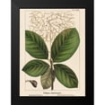 thumbnail image 2 of Silva, John 12x14 Black Modern Framed Museum Art Print Titled - Large Leaved Cotinus, 2 of 5
