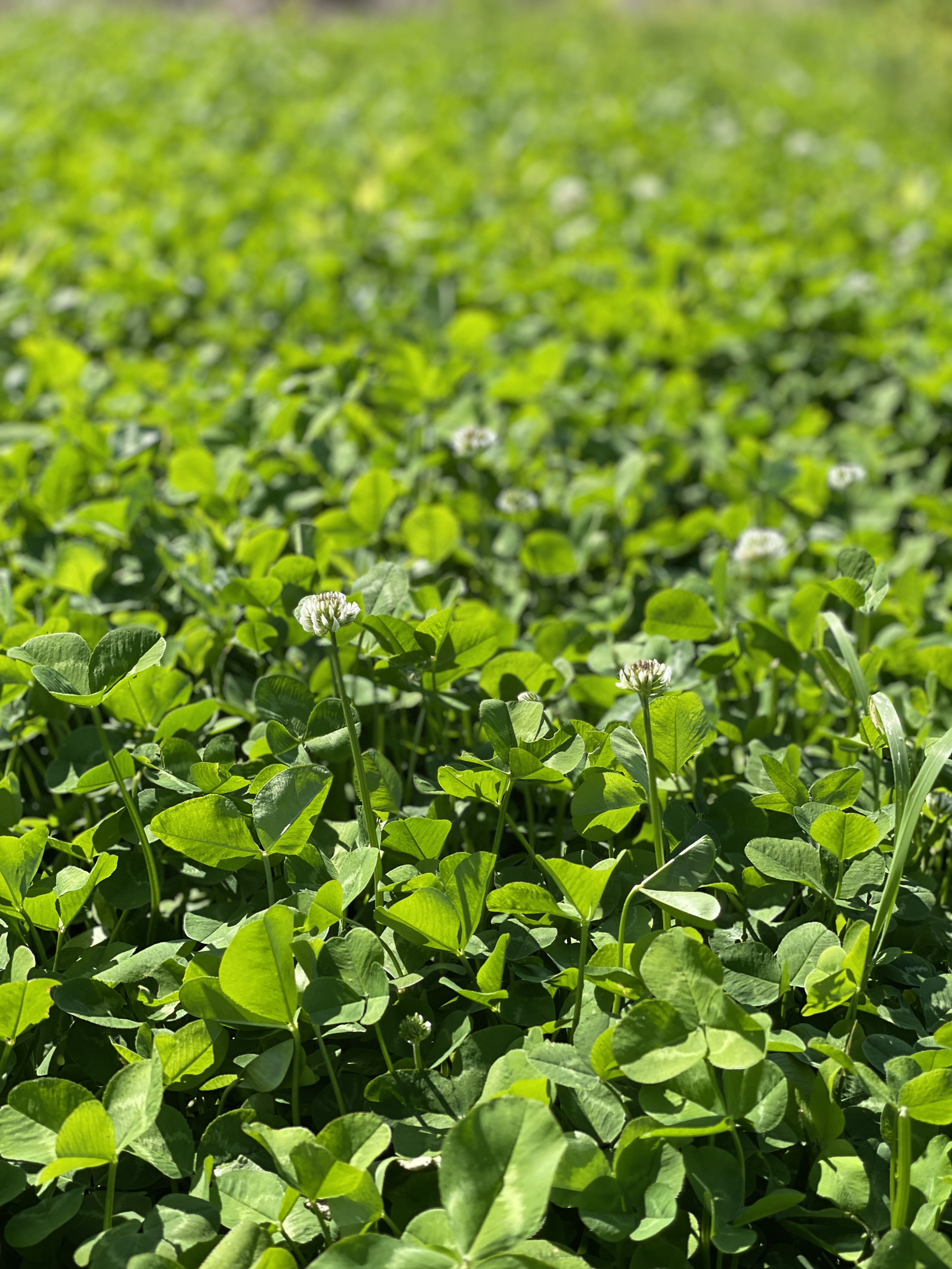 Hale Habitat & Seed Clovers, Alfalfa, & Chicory Food Plot Seed Mix, Perennial Year-Round Attractant, 1/2 Acre