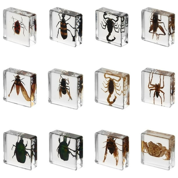 12 piezas de espécimen de insecto en resina, kit de colección de bichos reales para niños, juguete de taxidermia, clase de ciencias, educación, insecto en espécimen de resina, regalo, decoración del