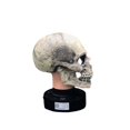 thumbnail image 1 of Máscara de Halloween con forma de calavera con forma de esqueleto, mandíbula móvil, PVC, 1 of 1