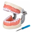 thumbnail image 1 of Dentadura Médica Con 32 Dientes, Modelo Dental Extraíble, 1 of 6