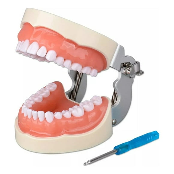 Dentadura Médica Con 32 Dientes, Modelo Dental Extraíble