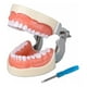 thumbnail image 1 of Dentadura Médica Con 32 Dientes, Modelo Dental Extraíble, 1 of 6