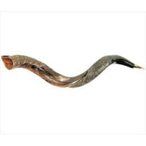 Shofar-Yemenite-Small (26 -31 ) (#1115)