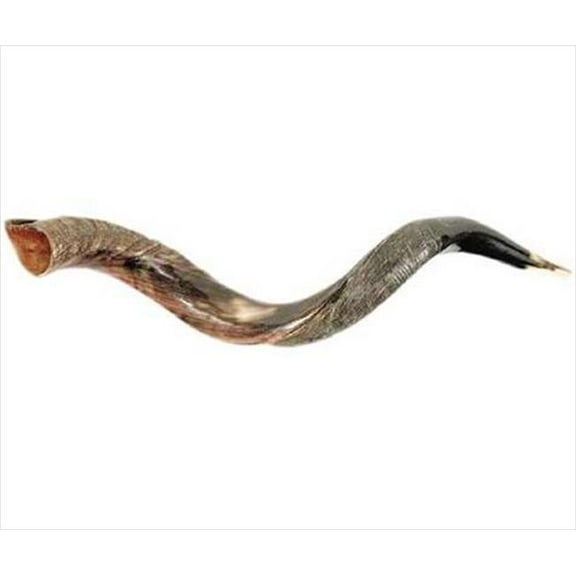 Shofar-Yemenite-Small (26 -31 ) (#1115)