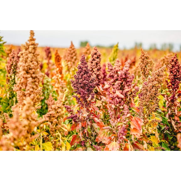 50 Seeds Organic CHERRY VANILLA QUINOA Chenopodium Pink Flower White Grain