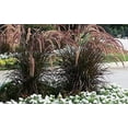 thumbnail image 3 of Red Fountain Grass  10 Live Plants  Pennisetum Setaceum Rubrum  Blooming Ornamental Grass, 3 of 8